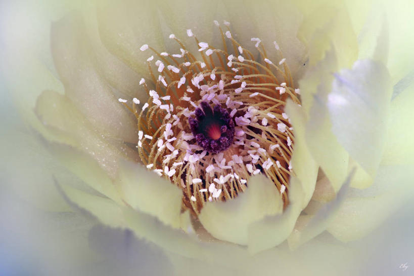 无人,横图,特写,加拿大,盛开,花蕾,花,花瓣,花朵,鲜花,一朵,自然,花苞,花蕊,摄影,脆弱,雄蕊,清新,彩图