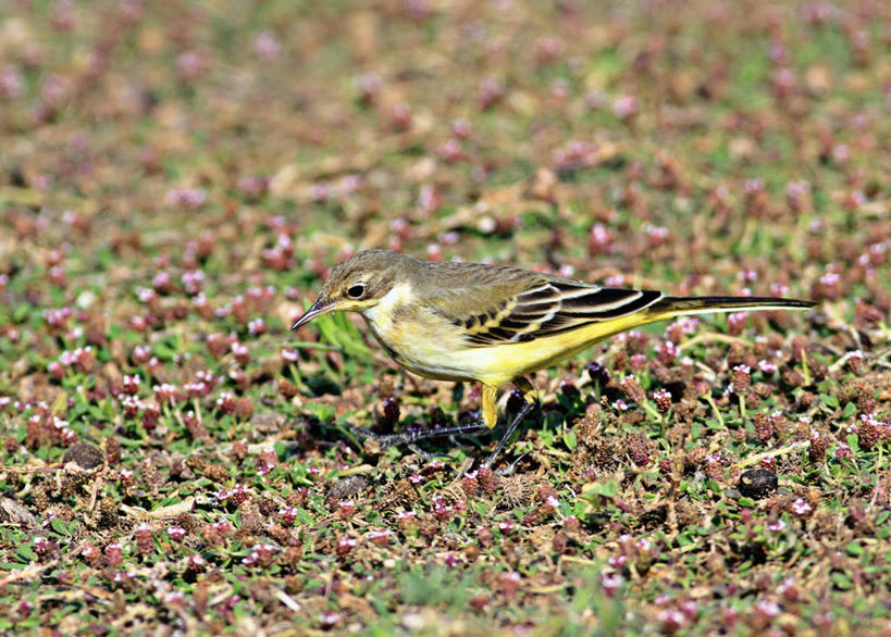 无人,横图,室外,白天,侧面,野生动物,塞浦路斯,鹡鸰,鸟类,草,摄影,黄鹡鸰,彩图