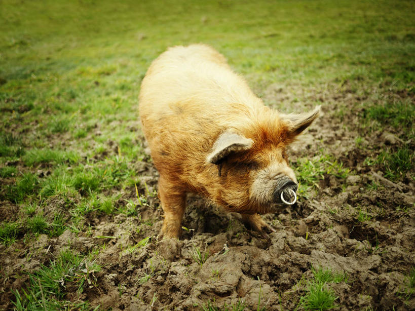 无人,横图,室外,白天,猪,新西兰,草,家畜,摄影,肮脏,泥,鼻钉,邋遢,龌龊,污秽,彩图