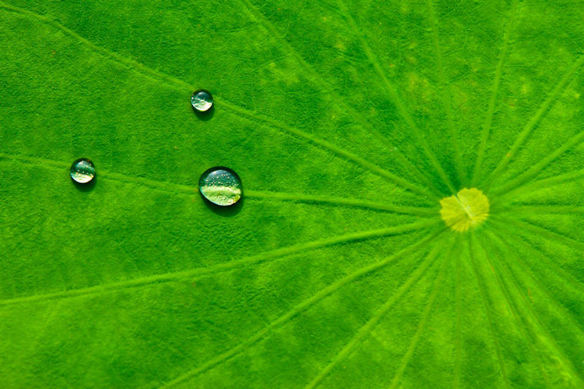 无人,横图,室外,特写,白天,睡莲,叶子,上海,水滴,绿色,摄影,清新,纯净,彩图
