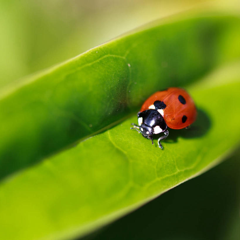 无人,方图,室外,特写,白天,野生动物,瓢虫,叶子,英国,昆虫,摄影,怀特岛,彩图