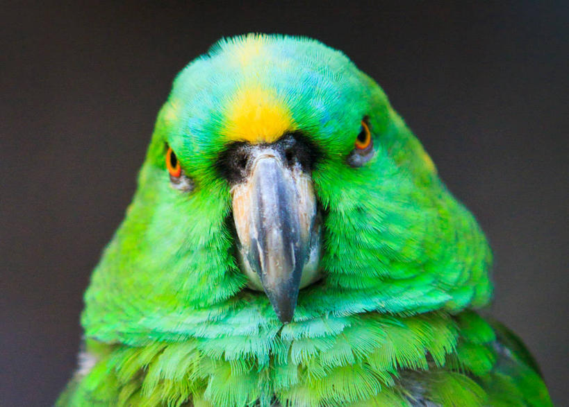 无人,动物园,横图,室外,特写,白天,鹦鹉,上海,鸟类,摄影,肖像,喙,亚马逊鹦鹉,彩图