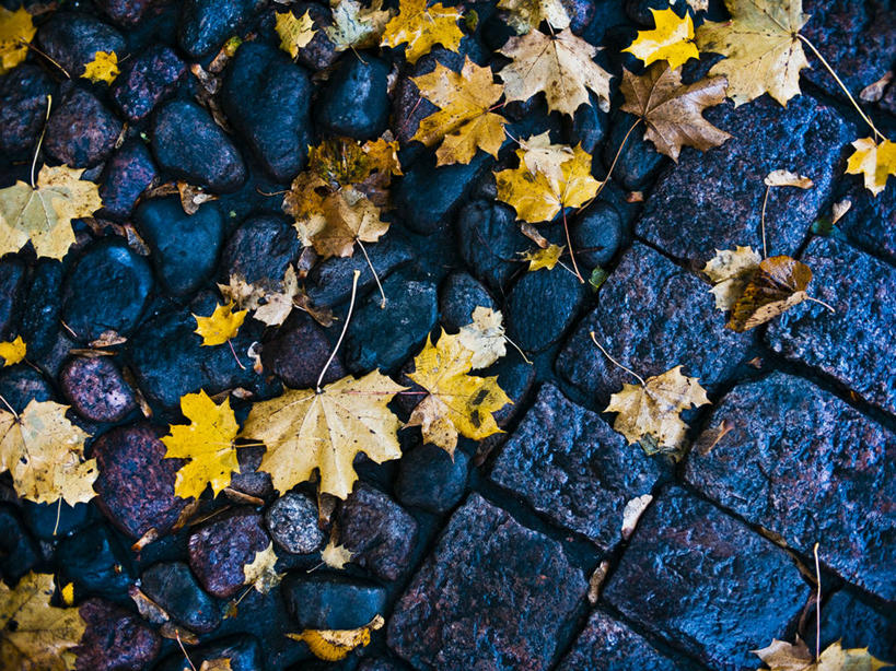 无人,横图,室外,白天,叶子,芬兰,湿,枫叶,首都,黄色,摄影,脆弱,改变,赫尔辛基,彩图