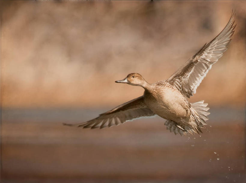 无人,横图,室外,白天,水,野生动物,美国,鸟类,鸭子,半空,飞,摄影,特拉华,针尾鸭,彩图