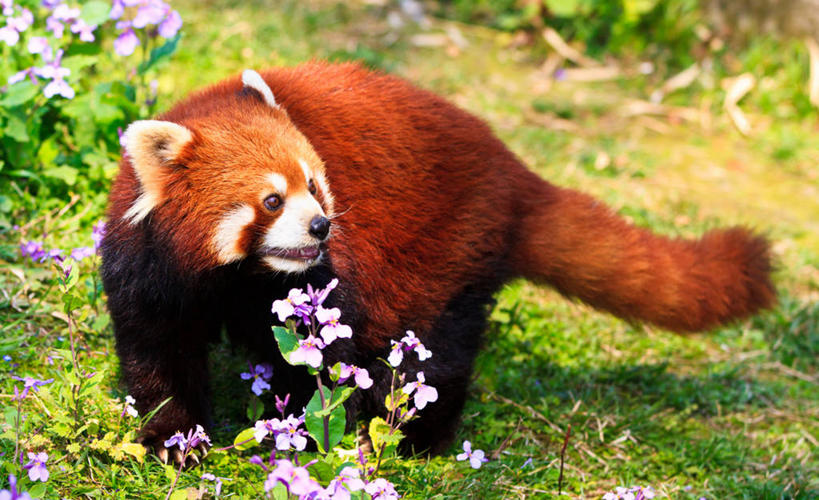 无人,动物园,横图,室外,特写,白天,草地,野生动物,小熊猫,熊猫,上海,草,花,红色,动物,摄影,彩图