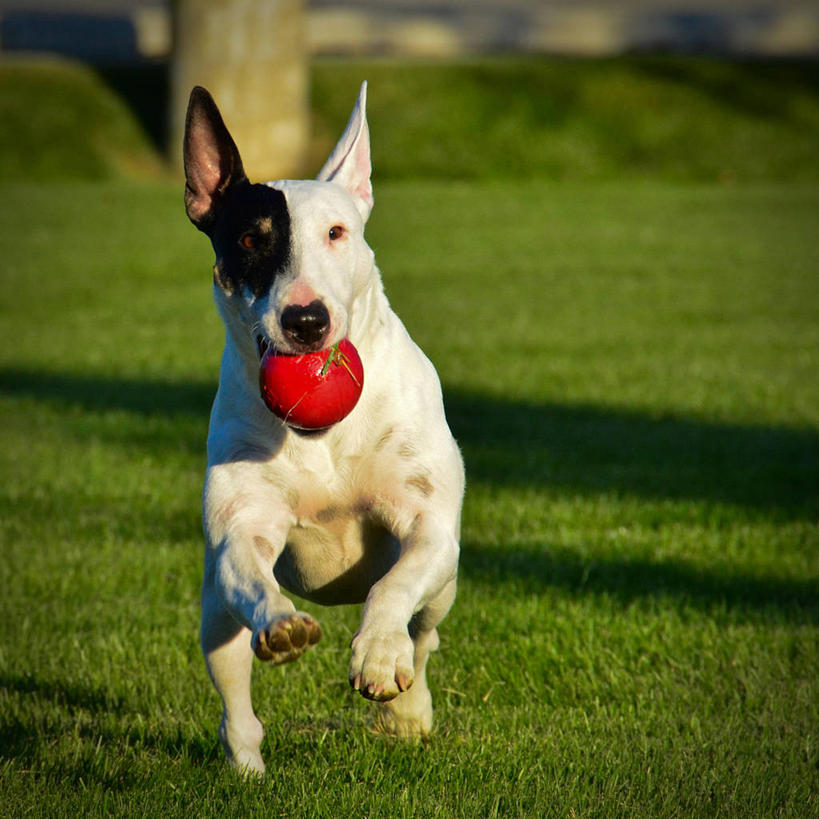 无人,跑,方图,室外,白天,宠物,狗,美国,球,草,家畜,摄影,叼着,华盛顿州,彩图