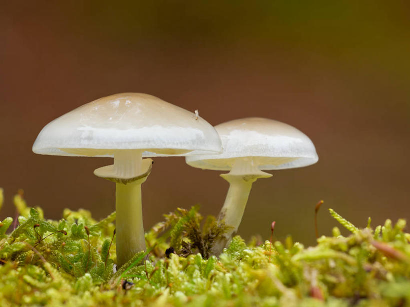 无人,横图,室外,特写,白天,西班牙,蘑菇,茎,草,自然,摄影,生长,清新,比斯开省,彩图