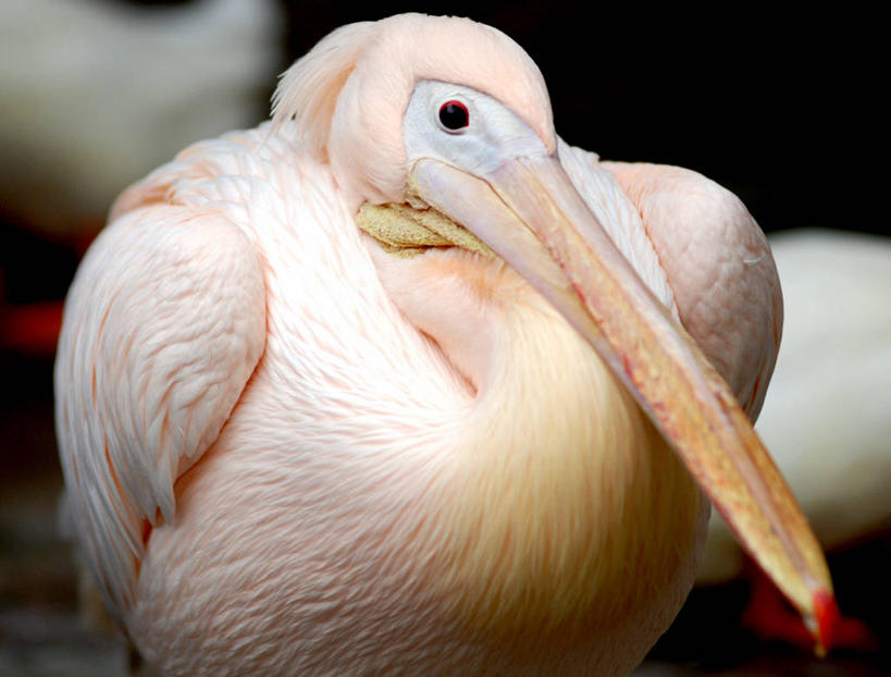 无人,横图,室外,特写,白天,野生动物,韩国,鸟类,动物,摄影,喙,鹈鹕,朝鲜半岛,彩图