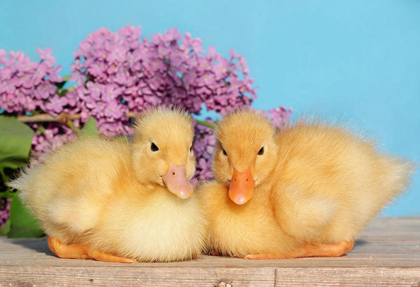 无人,横图,室外,特写,白天,丁香花,鸟,鸟类,鸭,鸭子,小鸟,家禽,花,动物,两只,摄影,牲畜,脆弱,清新,万里无云,塞尔维亚,开端,彩图