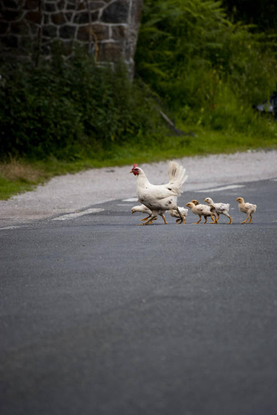 无人,竖图,室外,白天,路,西班牙,鸟类,动物,家畜,摄影,牲畜,坎塔布利亚,步行,彩图,小鸡,横越