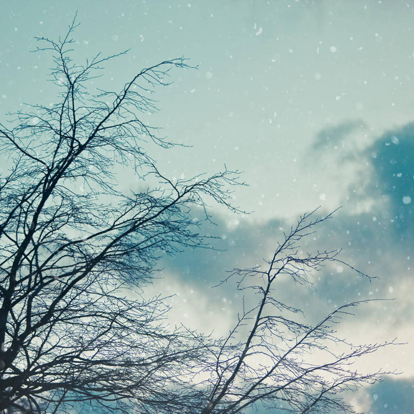 无人,方图,室外,白天,雪,荷兰,云,冬天,下雪,枝,天气,树,天空,自然,寒冷,摄影,彩图