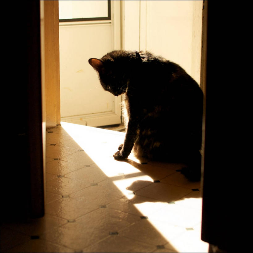 无人,坐,方图,室内,白天,宠物,猫,日光,美国,阴影,家畜,摄影,挑染,彩图