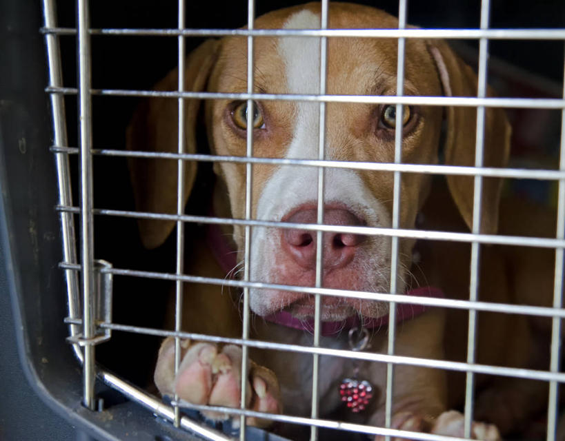 无人,横图,室外,特写,白天,宠物,狗,加拿大,笼子,小狗,动物,看,家畜,摄影,彩图,好奇心