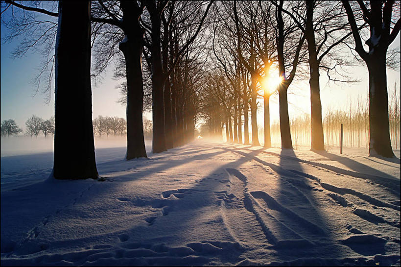 无人,横图,室外,白天,雪,日光,荷兰,阴影,冬天,树,自然,寒冷,摄影,宁静,彩图