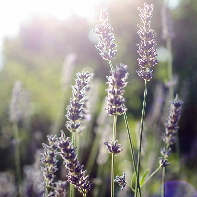 无人,方图,室外,特写,白天,爱情,西班牙,茎,浪漫,花,自然,香草,薰衣草,摄影,生长,脆弱,清新,呼吸,灵香草,黄香草,奇迹,彩图