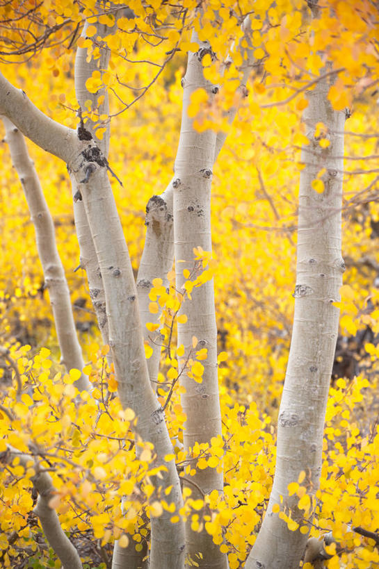 无人,竖图,室外,白天,美国,树,树干,自然,摄影,白杨树,加利福尼亚,改变,白杨,大叶杨,秋天,彩图,颤杨,冲天杨,响杨