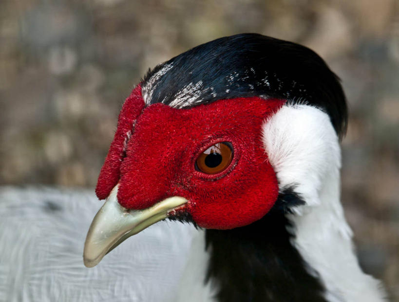 无人,横图,室外,特写,白天,野生动物,德国,欧洲,鸟类,红色,摄影,西欧,德意志联邦共和国,首府,黑森州,卡塞尔市,彩图,卡塞尔行政区,好奇心