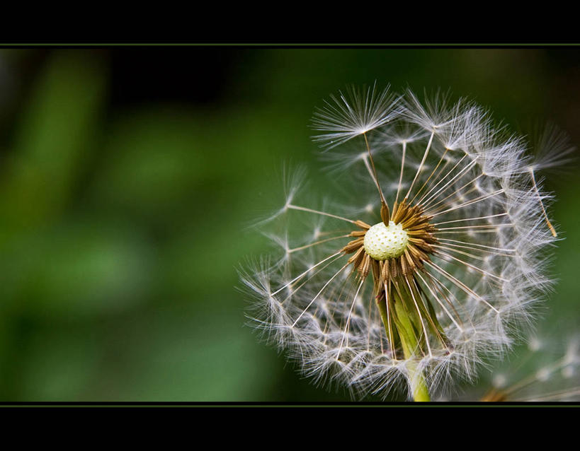 无人,横图,室外,特写,白天,爱情,蒲公英,瑞士,盛开,茎,种子,花蕾,花,花瓣,花朵,鲜花,一朵,自然,花苞,花蕊,摄影,脆弱,开朗,蒲公草,尿床草,黄花地丁,彩图