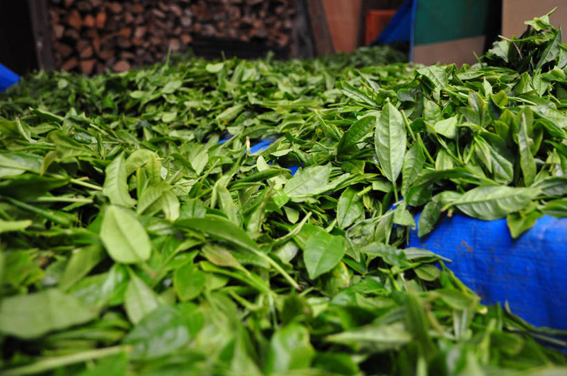 无人,横图,室外,特写,白天,长野县,日本,许多,丰富,茶叶,很多,饮食,绿色,摄影,清新,彩图