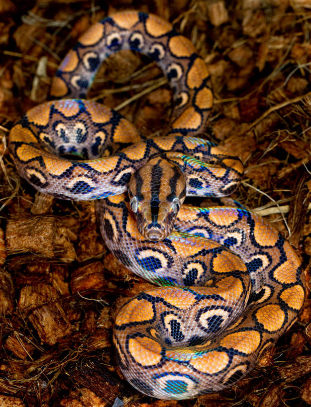 无人,竖图,室外,特写,白天,野生动物,英国,蟒蛇,摄影,利兹市,彩图