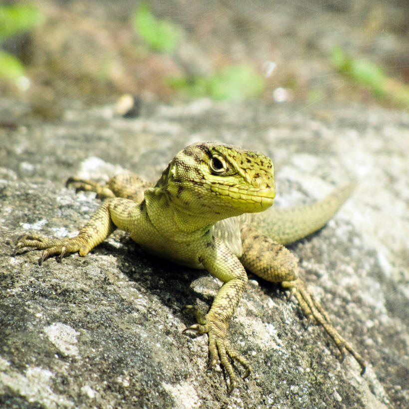 无人,方图,室外,特写,白天,野生动物,蜥蜴,秘鲁,鬣蜥,动物,摄影,石龙子,泉龙,猪婆蛇,四脚蛇,蜴,彩图