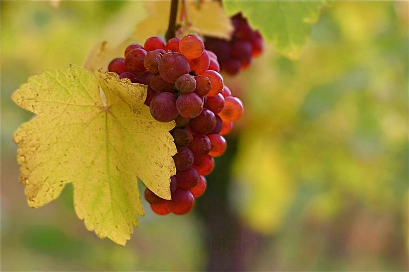 无人,横图,室外,特写,白天,农业,葡萄,叶子,德国,田地,葡萄园,黄色,摄影,生长,清新,彩图,红葡萄