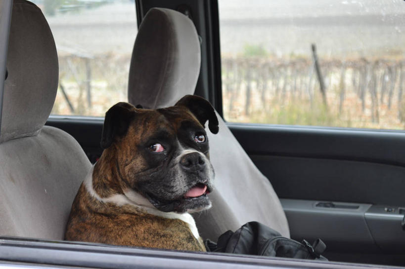 无人,坐,横图,室内,白天,汽车,宠物,狗,智利,家畜,南美,摄影,南美洲,拉丁美洲,肖像,美洲,车座,亚美利加洲,南亚美利加洲,智利共和国,科金博,彩图,科金博大区