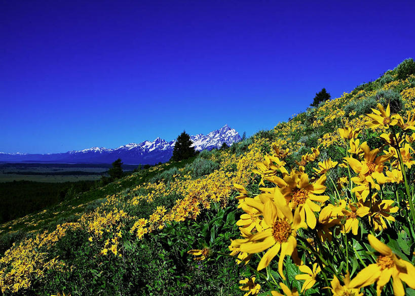 无人,横图,室外,白天,美景,山,雪山,美国,地形,景观,茎,野花,花,自然,景色,摄影,宁静,自然风光,怀俄明,万里无云,大提顿国家公园,彩图