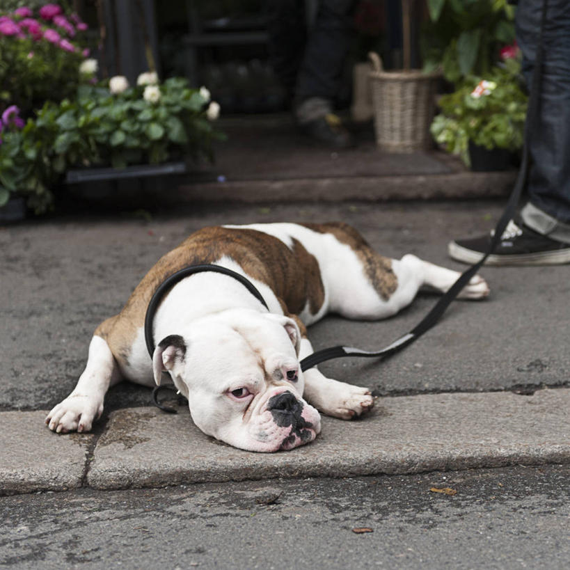 一个人,方图,室外,白天,宠物,狗,挪威,首都,牛仔裤,休闲装,休息,家畜,摄影,帆布鞋,部分,足,狗链,奥斯陆,彩图,卷边裤