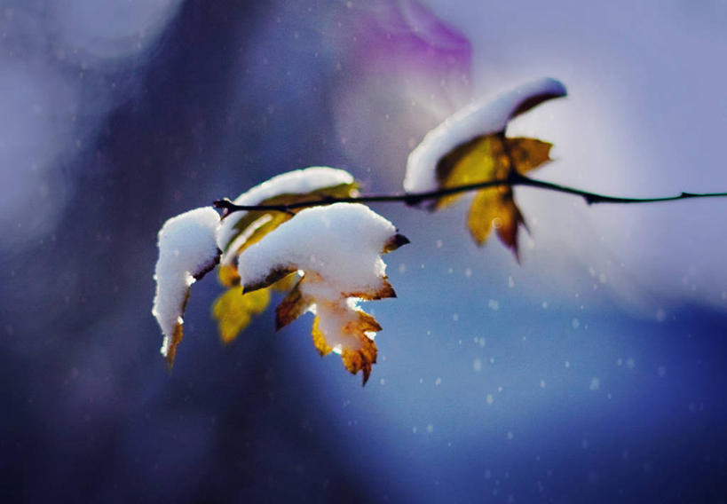 无人,横图,室外,特写,白天,雪,叶子,英国,下雪,枝,自然,山楂树,寒冷,摄影,脆弱,清新,嫩枝,彩图