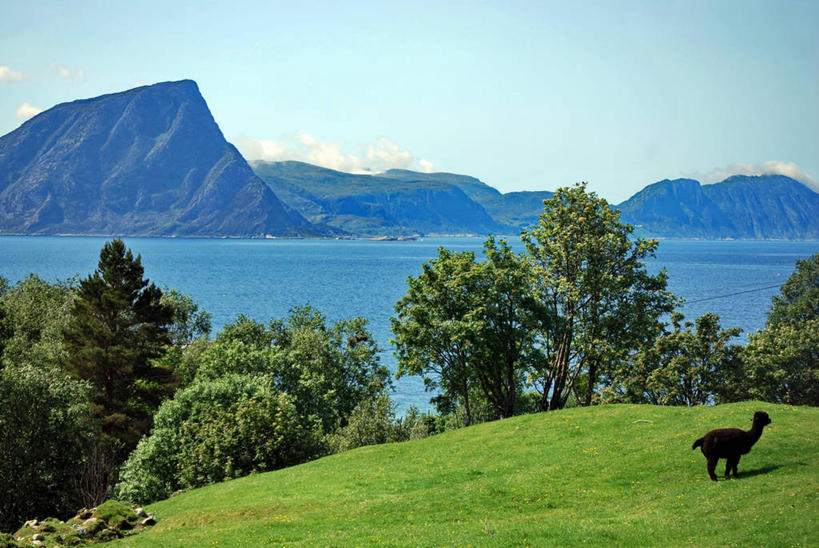 无人,横图,室外,美景,挪威,地形,景观,草,风景,天空,自然,动物,家畜,景色,摄影,食草动物,自然风光,羊驼,彩图