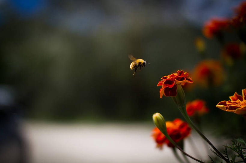 无人,横图,室外,白天,野生动物,蜜蜂,意大利,花蕾,飞,盘旋,花,自然,摄影,生长,脆弱,彩图