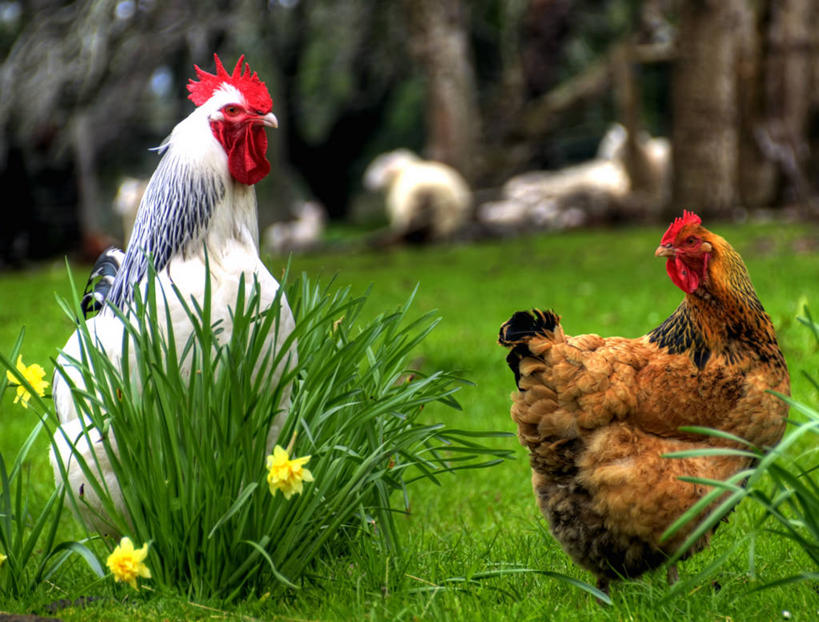 无人,农场,横图,室外,白天,野生动物,澳大利亚,鸟类,草,花,黄色,动物,两只,摄影,塔斯马尼亚,母鸡,公鸡,彩图