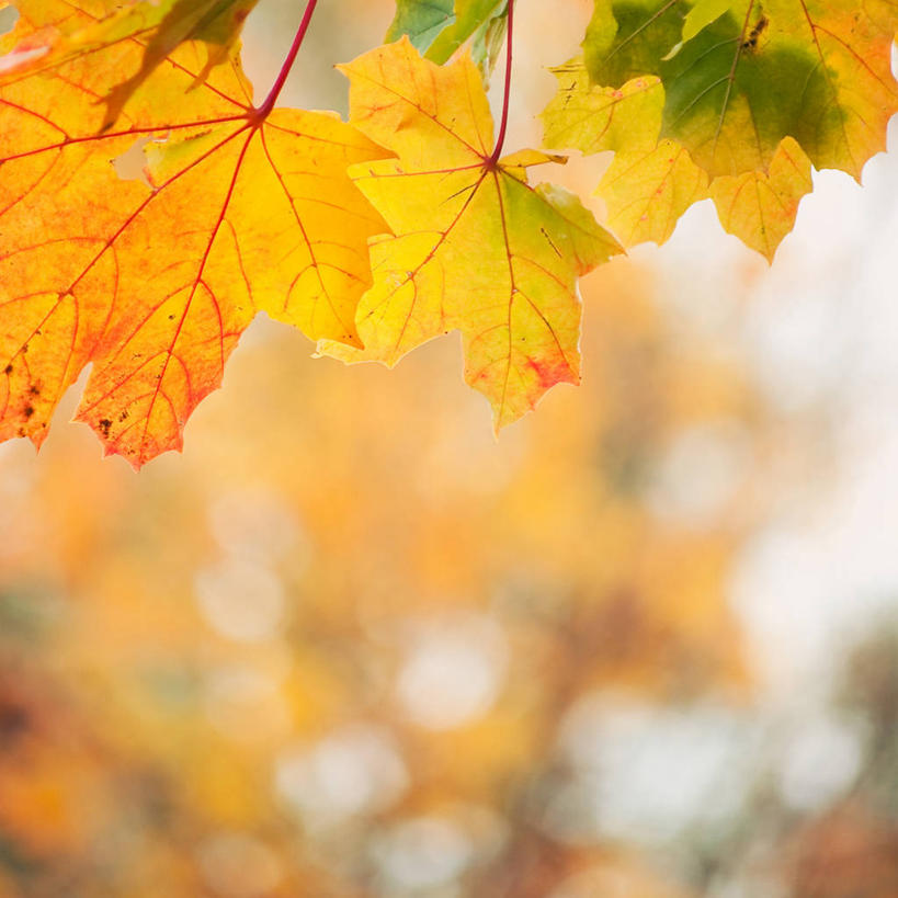 无人,方图,室外,白天,瑞典,枫叶,枝,树,黄色,自然,橙色,摄影,脆弱,清新,改变,秋天,彩图