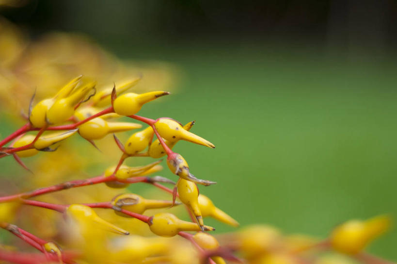 无人,横图,室外,特写,白天,委内瑞拉,枝,首都,花蕾,黄色,自然,南美,摄影,园林,南美洲,拉丁美洲,清新,美洲,亚美利加洲,南亚美利加洲,联邦区,加拉加斯,委内瑞拉玻利瓦尔共和国,开端,彩图