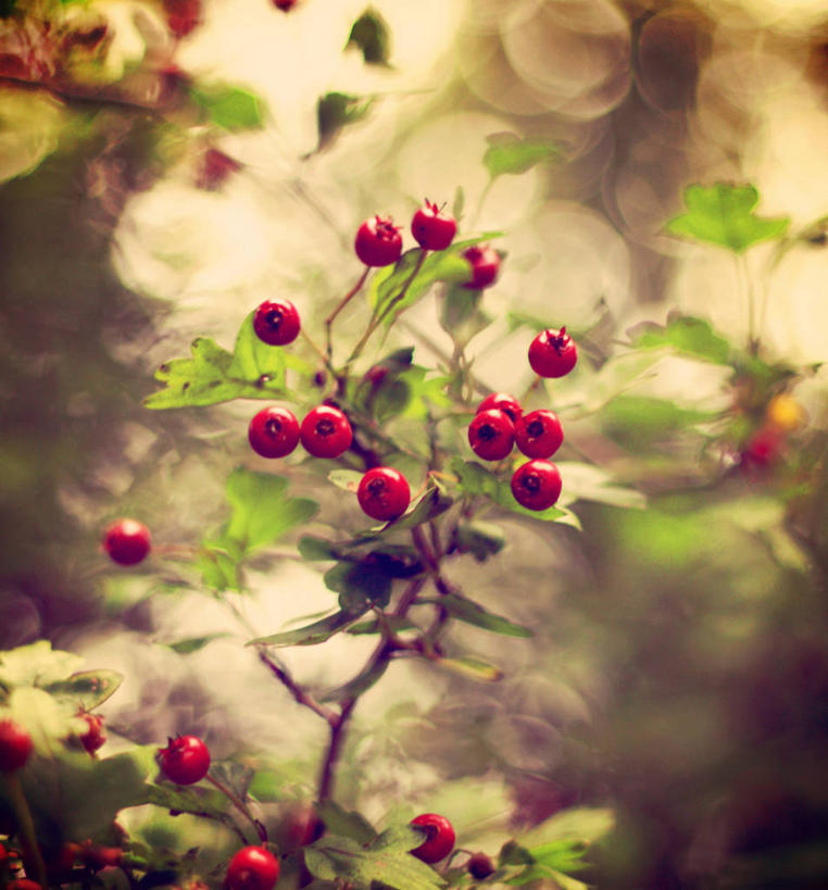 无人,竖图,室外,白天,浆果,水果,叶子,日光,英国,树,红色,自然,山楂树,摄影,生长,清新,秋天,彩图