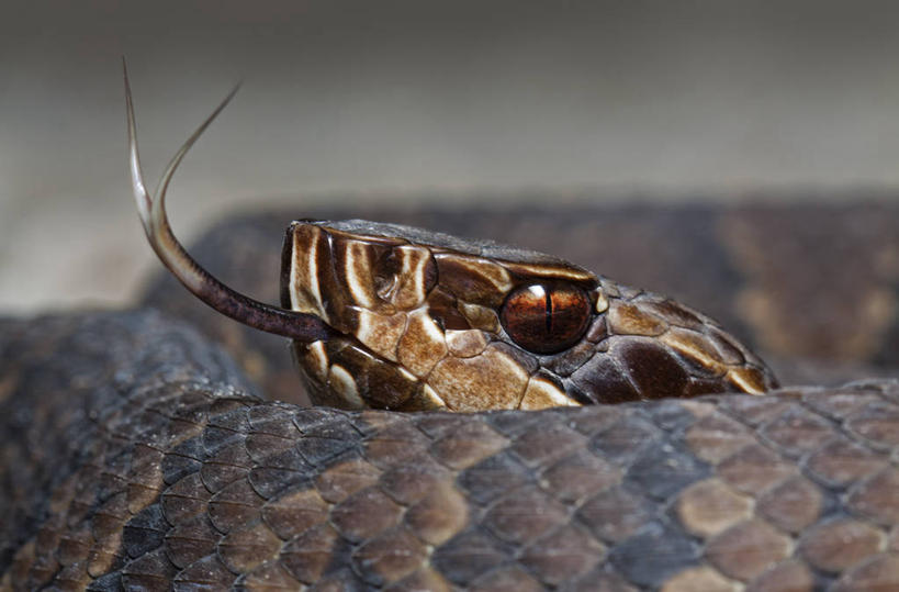 无人,横图,室外,特写,白天,野生动物,美国,蛇,伸舌头,摄影,彩图