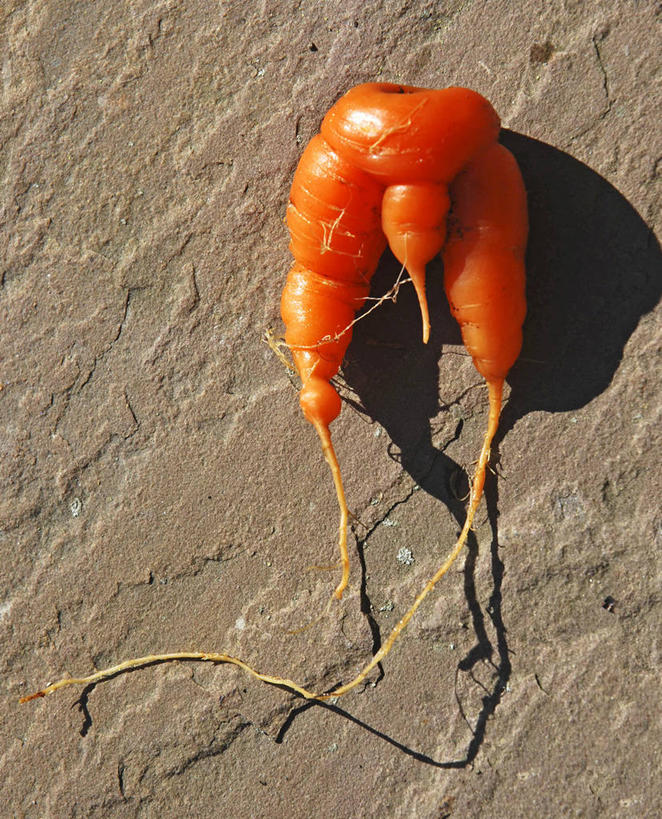 无人,竖图,室外,特写,白天,胡萝卜,蔬菜,英国,阴影,生食,根部,饮食,橙色,摄影,清新,健康食物,坎布里亚,彩图,拟人