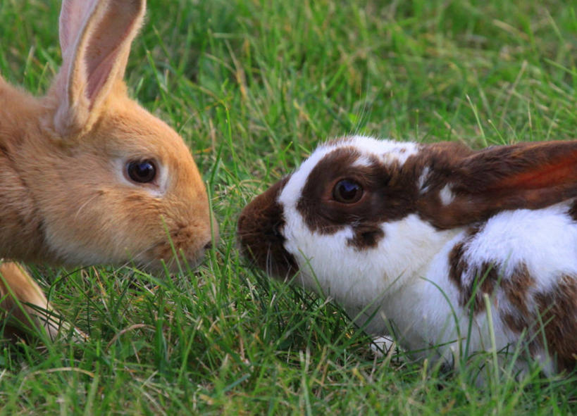 无人,横图,室外,特写,白天,友谊,野生动物,美国,草,动物,两只,面对面,摄影,部分,北美,北美洲,美洲,家兔,北亚美利加洲,亚美利加洲,密歇根,密歇根州,貂熊州,狼獾之州,狼獾州,彩图,美利坚合众国