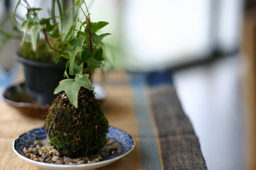 无人,横图,室内,白天,花盆,日本,苔藓,盘子,鹅卵石,摄影,京都府,生长,京都市,彩图