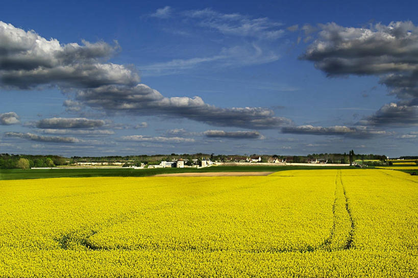 无人,横图,室外,白天,农业,农作物,美景,日光,法国,房屋,地形,景观,田地,云,黄色,天空,自然,油菜花,景色,摄影,生长,宁静,清新,自然风光,彩图