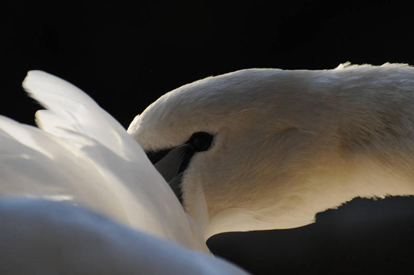 无人,横图,室外,特写,白天,野生动物,天鹅,英国,鸟类,摄影,彩图