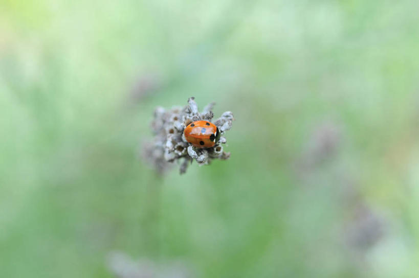 无人,横图,室外,特写,白天,野生动物,瓢虫,英国,盛开,昆虫,花蕾,花,花瓣,花朵,鲜花,一朵,花苞,花蕊,摄影,彩图