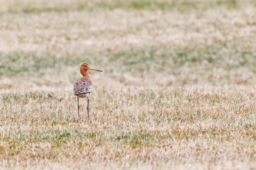 无人,站,横图,室外,白天,正面,野生动物,鸟类,草,动物,摄影,黑尾塍鹬,黑尾鹬,彩图