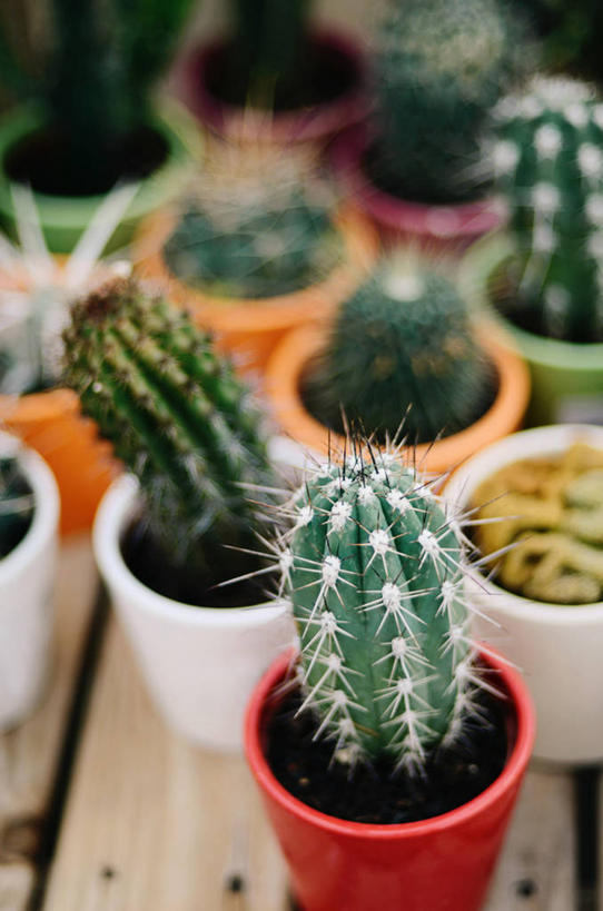 无人,竖图,室外,特写,白天,仙人掌,花盆,法国,自然,摄影,生长,危险,彩图