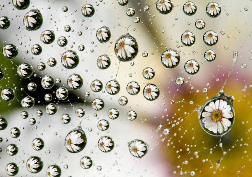 无人,横图,室外,白天,英国,折射,蜘蛛网,水滴,雏菊,花,摄影,脆弱,清新,纯净,彩图