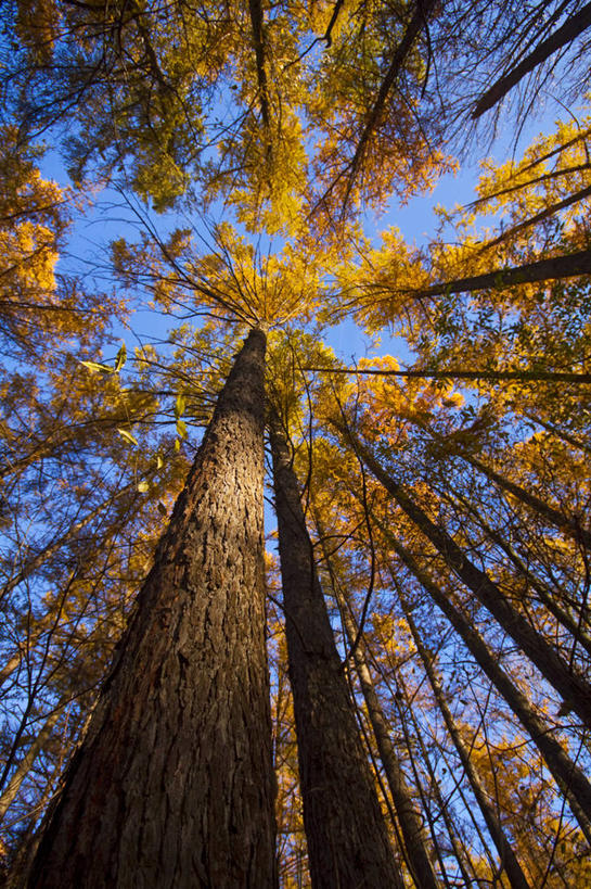 无人,竖图,室外,白天,仰视,森林,松树,美国,树,树干,黄色,自然,摄影,生长,坚定,纽约州,落叶松,长寿,贞洁,彩图,低角度拍摄,黄花松