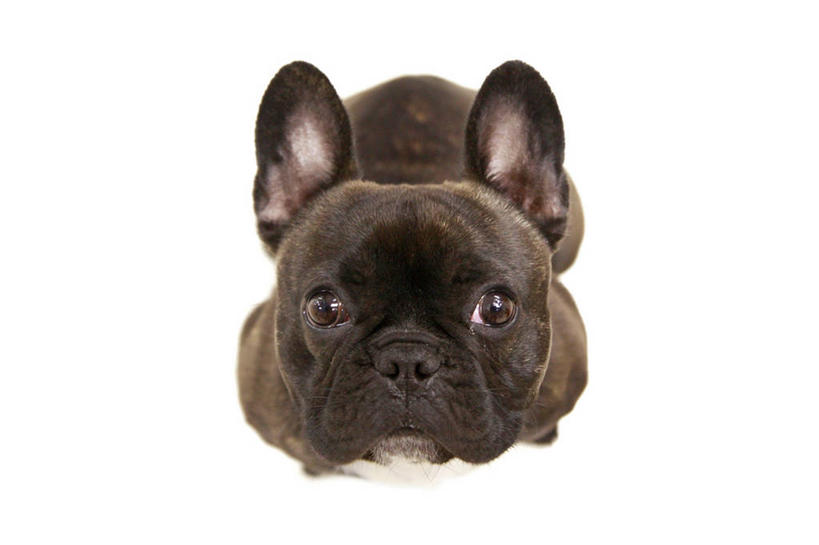 无人,横图,特写,白色背景,宠物,狗,加拿大,家畜,凝视,摄影,巨大,庞大,肖像,宏大,硕大,伟大,卡尔加里,亚伯达,彩图,影棚拍摄,法国斗牛犬