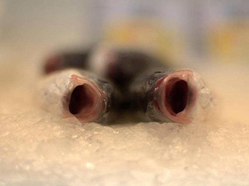 无人,横图,室内,西班牙,冰,鱼类,饮食,张嘴,寒冷,零售,摄影,清新,张大嘴巴,巴伦西亚省,张开嘴,海产,彩图,鱼市