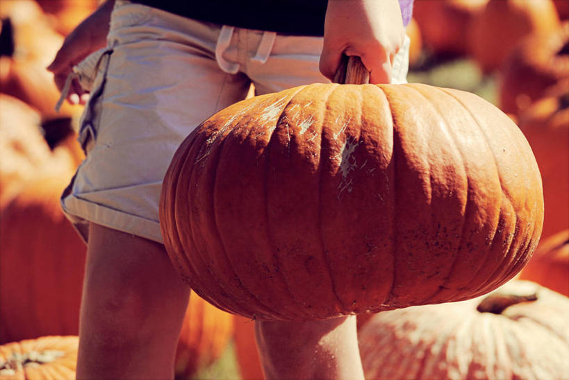 儿童,腿,一个人,横图,室外,特写,纯洁,南瓜,蔬菜,美国,仅一个女性,仅一个人,食品,拿着,休闲装,小孩,黄昏,仅一个小孩,可爱,童年,童趣,摄影,部分,清新,南瓜地,童真,烂漫,无邪,迷你裙,德克萨斯,四肢,天真,女孩,女人,女性,孩子,彩图,女生